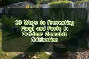 10 Ways to Preventing Fungi and Pests in Outdoor Cannabis Cultivation
