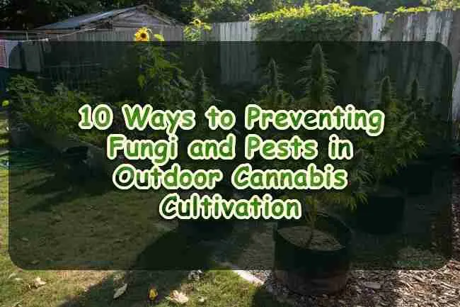 10 Ways to Preventing Fungi and Pests in Outdoor Cannabis Cultivation