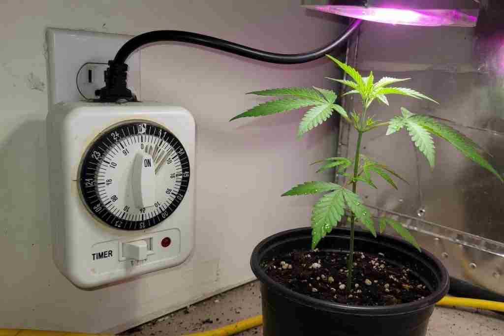 Outlet timer set for an 18/6 cannabis seedling light schedule