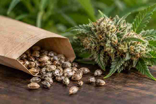 Striped cannabis seeds beside a frosty flower and an unmarked seed packet.