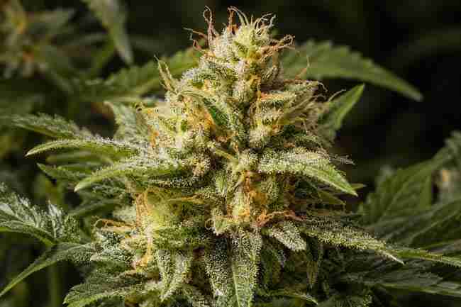 Close-up of a resin-covered cannabis flower with pale green leaves and orange pistils.