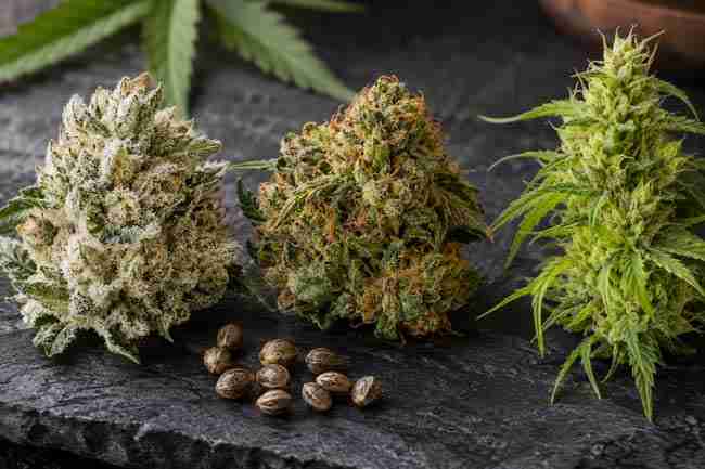Three cannabis flower samples with different colours and structures beside striped seeds.