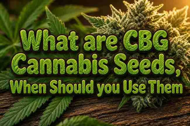 CBG cannabis seeds title over frosty hemp buds