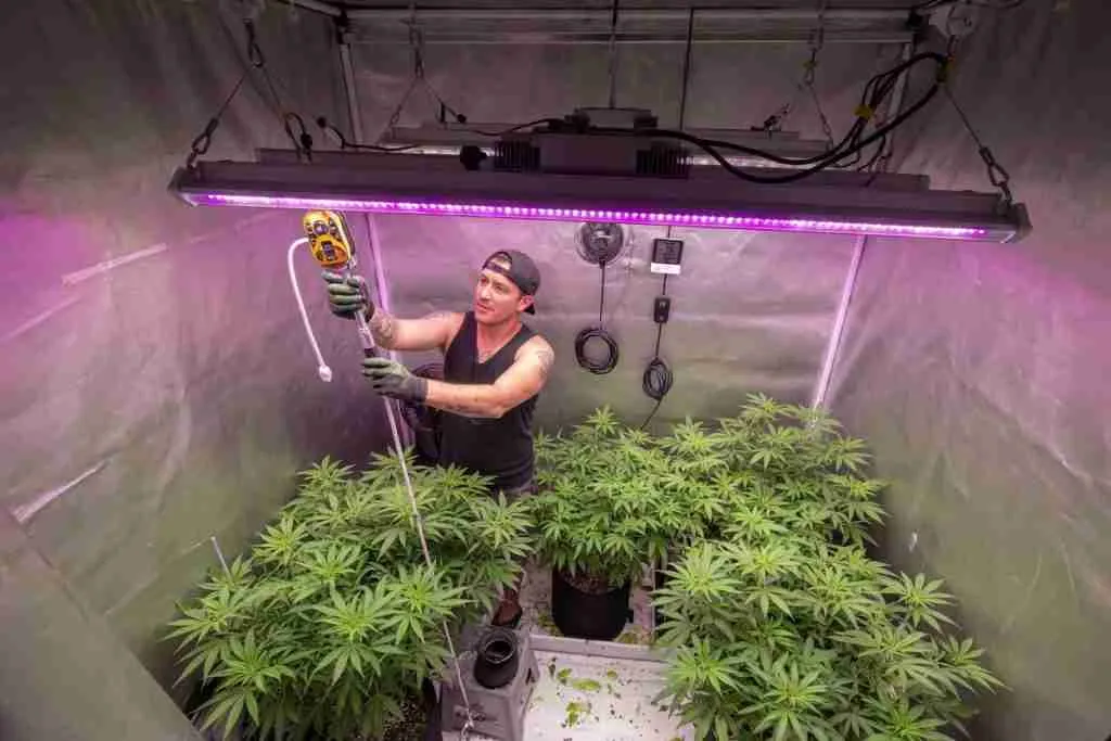 Grower adjusting ratchet hangers on an LED bar above vegetative cannabis plants