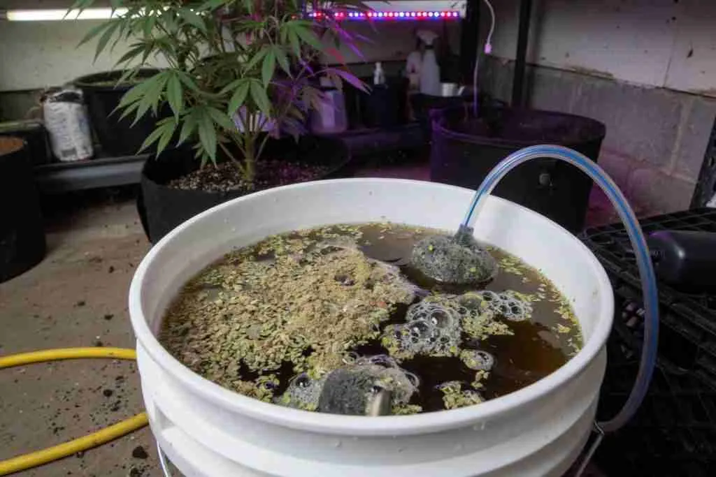Five-gallon bucket of bubbling alfalfa tea with an air stone
