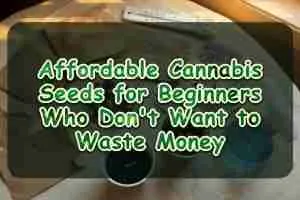 Affordable Cannabis Seeds for Beginners Who Don't Want to Waste Money