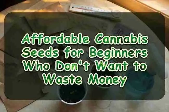 Affordable Cannabis Seeds for Beginners Who Don't Want to Waste Money