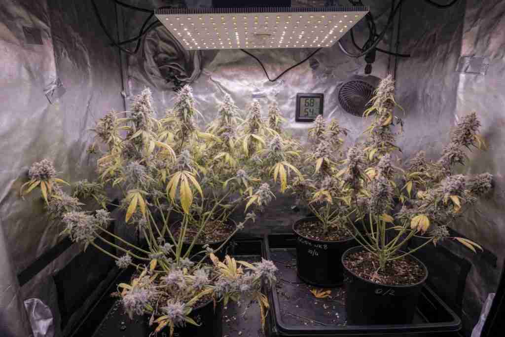 Crowded indoor cannabis plants with airy under-lit flowers