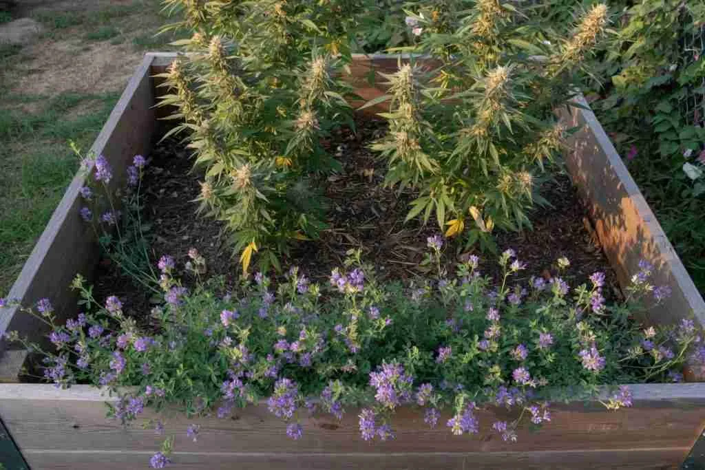 Living alfalfa with purple flowers as a cover strip in a cannabis raised bed