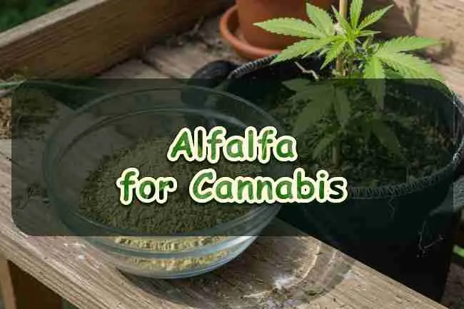 Alfalfa for Cannabis