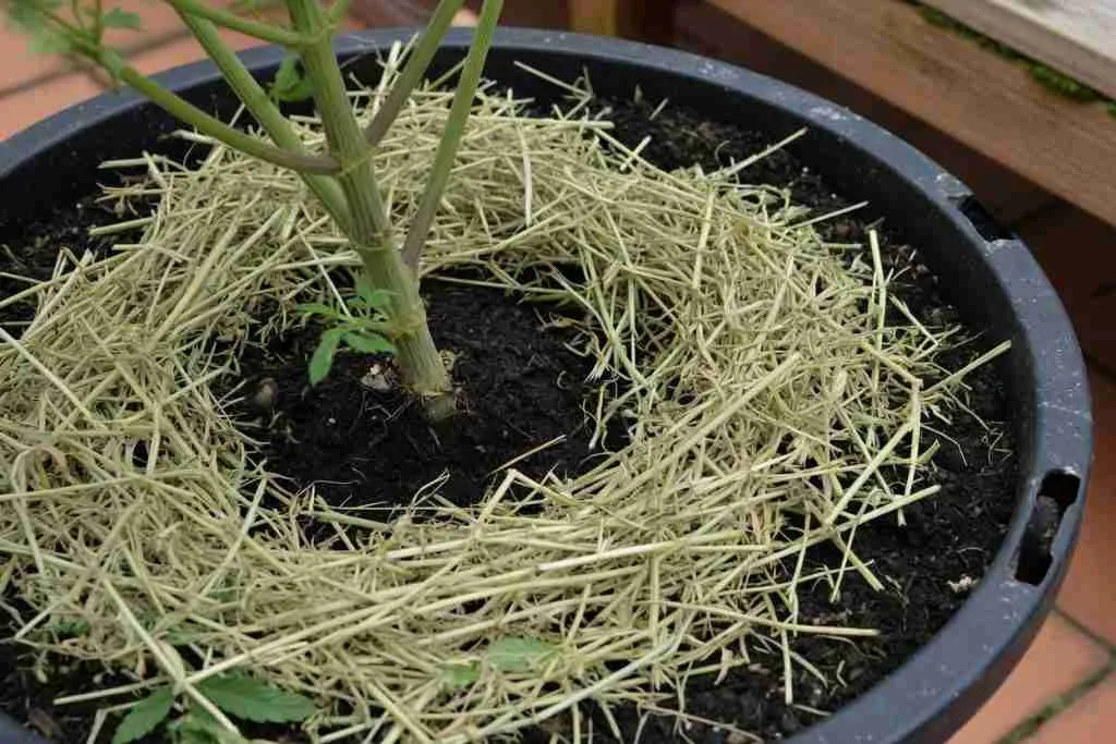 Thin alfalfa hay mulch around the stem of a potted plant