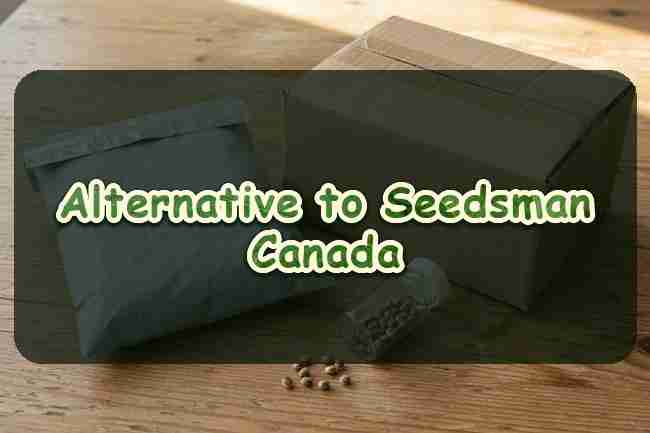 Alternative to Seedsman Canada