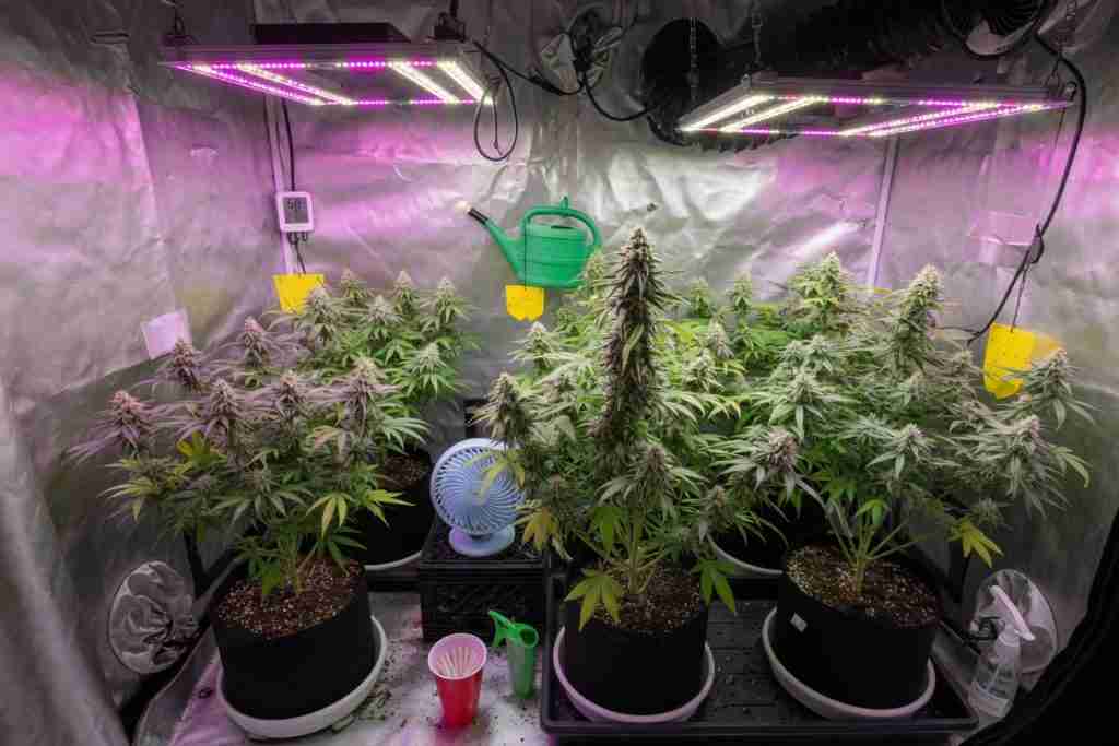 Healthy cannabis plants in an indoor home grow tent