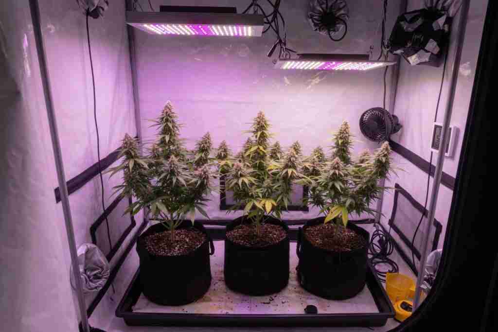 Compact autoflower cannabis plants flowering in fabric pots inside a small LED grow tent