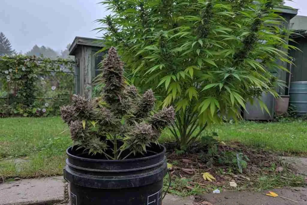 Compact autoflower cannabis in a bucket next to a larger photoperiod bush
