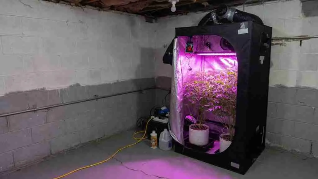Budget grow tent in a cool basement corner