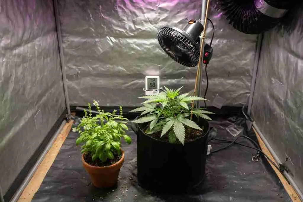 Small basil pot at the edge of a grow tent next to a cannabis plant in a fabric pot
