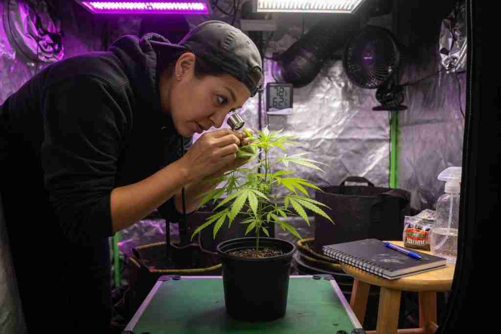 Beginner grower checking a young potted cannabis plant with a loupe