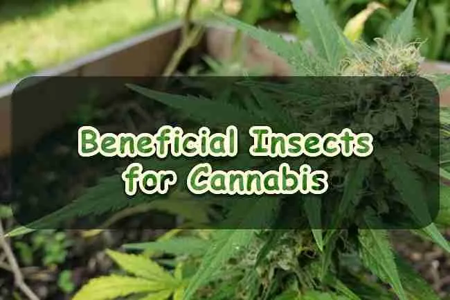 Beneficial Insects for Cannabis