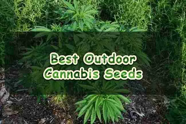Best Outdoor Cannabis Seeds