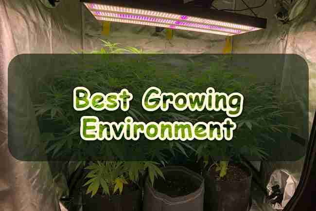 Best Growing Environment for Cannabis