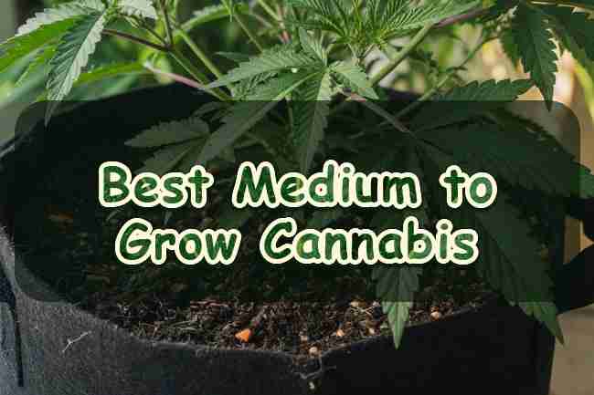Best Medium to Grow Cannabis