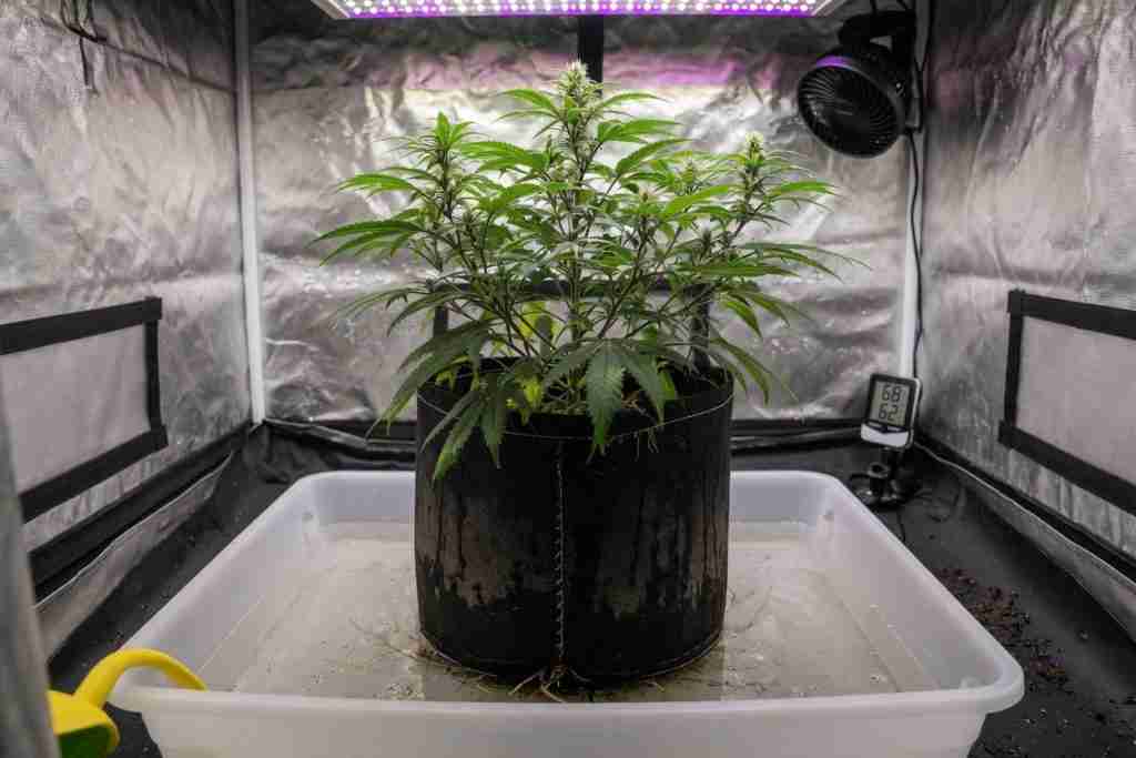 Fabric pot of cannabis sitting in a tray of water for bottom watering