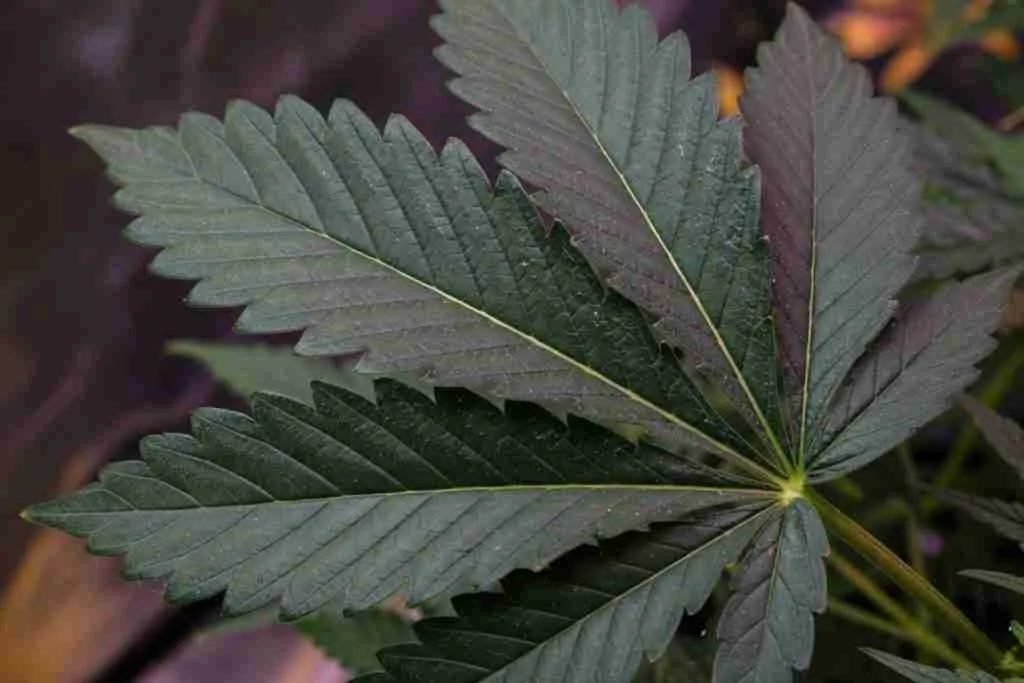 Broad dark-green cannabis fan leaf with wide leaflets