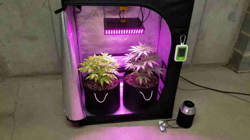 Small 2x2 budget grow tent with a modest LED and two fabric pots of cannabis