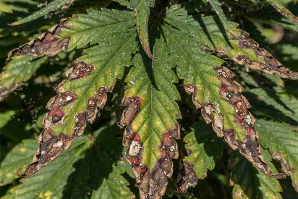 Cannabis leaves with burnt spots and crispy edges after a harsh foliar spray