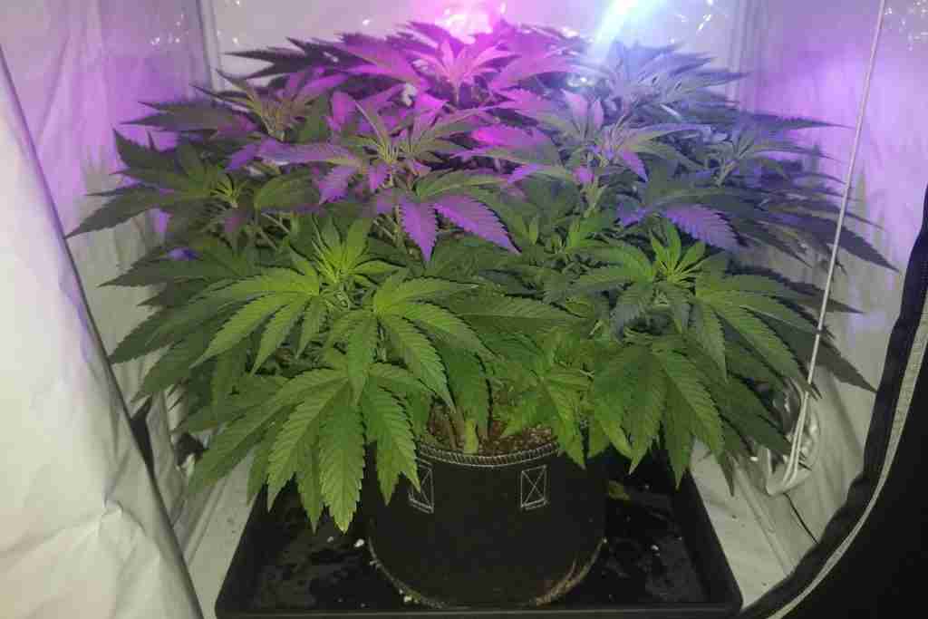 Bushy vegetative cannabis plant in a grow tent with overlapping fan leaves blocking lower light