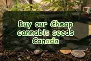 Buy our Cheap cannabis seeds Canada