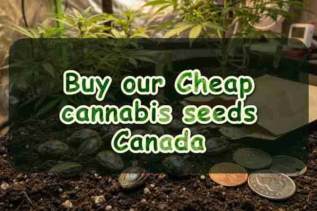 Buy our Cheap cannabis seeds Canada