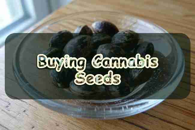 Buying Cannabis Seeds