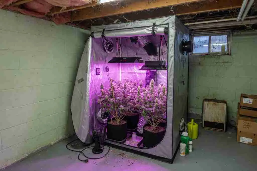 Home grow tent with cannabis plants in a basement
