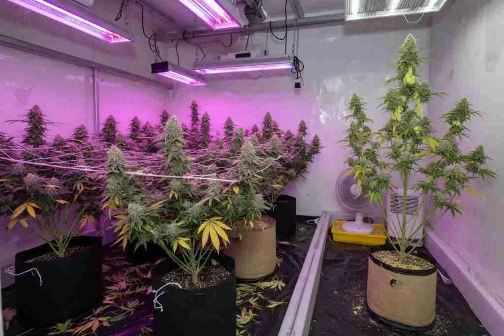 Male cannabis plant with pollen sacs beside a flowering female in a breeding room