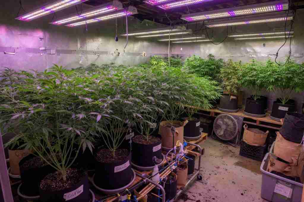 Indoor cannabis breeding room full of potted mother plants under LED lights