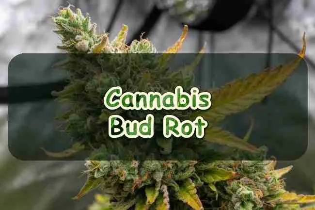 Cannabis Bud Rot