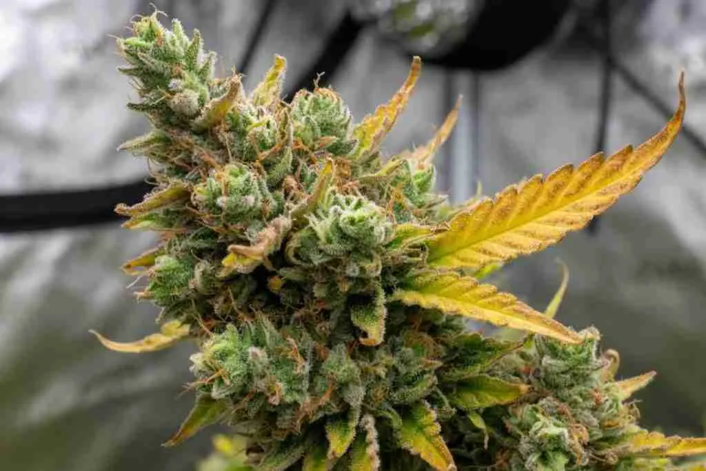 Yellow sugar leaf sticking out of an otherwise green cannabis cola, an early bud rot sign