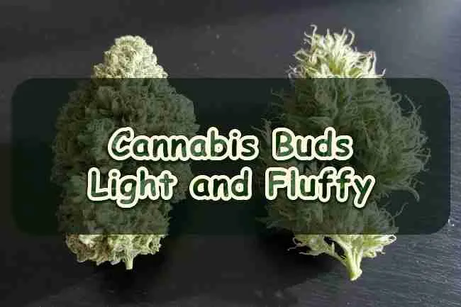 Cannabis Buds Light and Fluffy