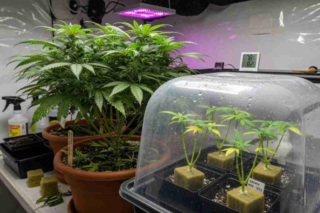 Cannabis clone cuttings in a humidity dome next to a mother plant