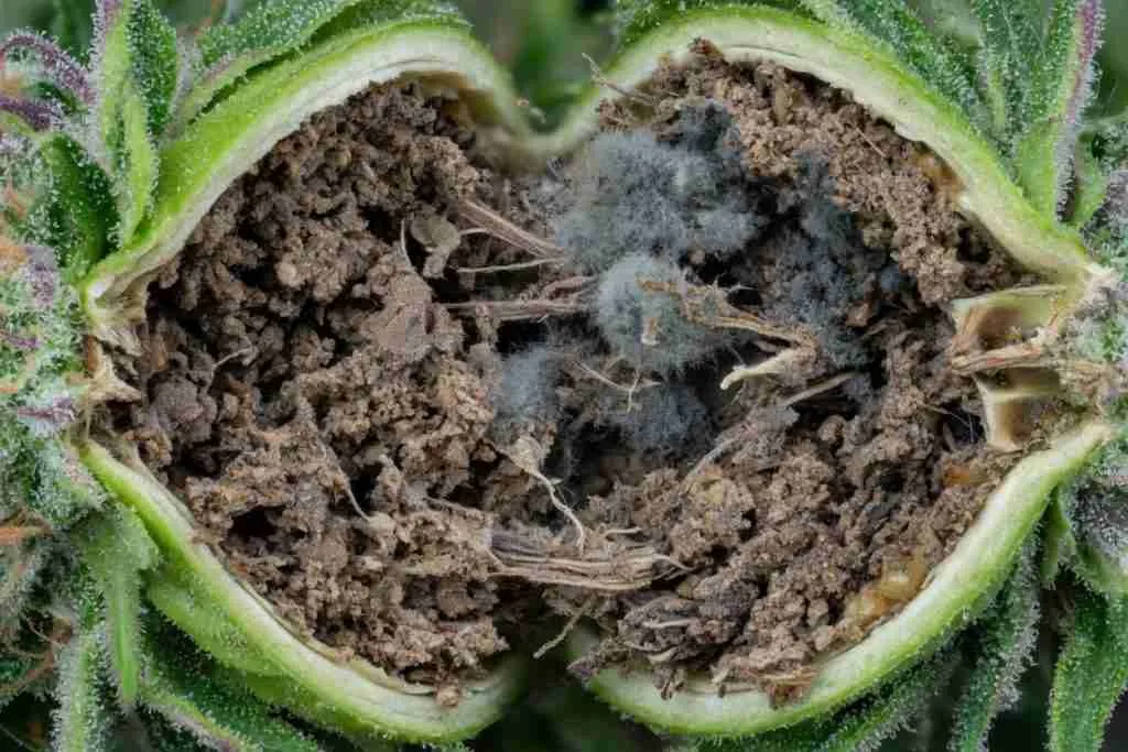 Cannabis cola split open showing gray brown bud rot inside