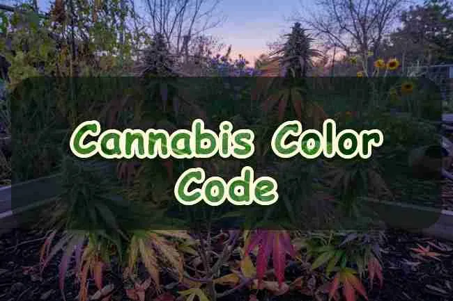 Cannabis Color Code