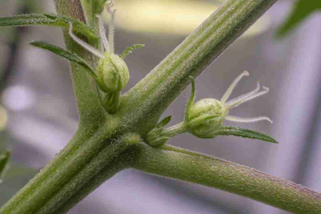Macro of a cannabis node showing early female preflowers with white pistils