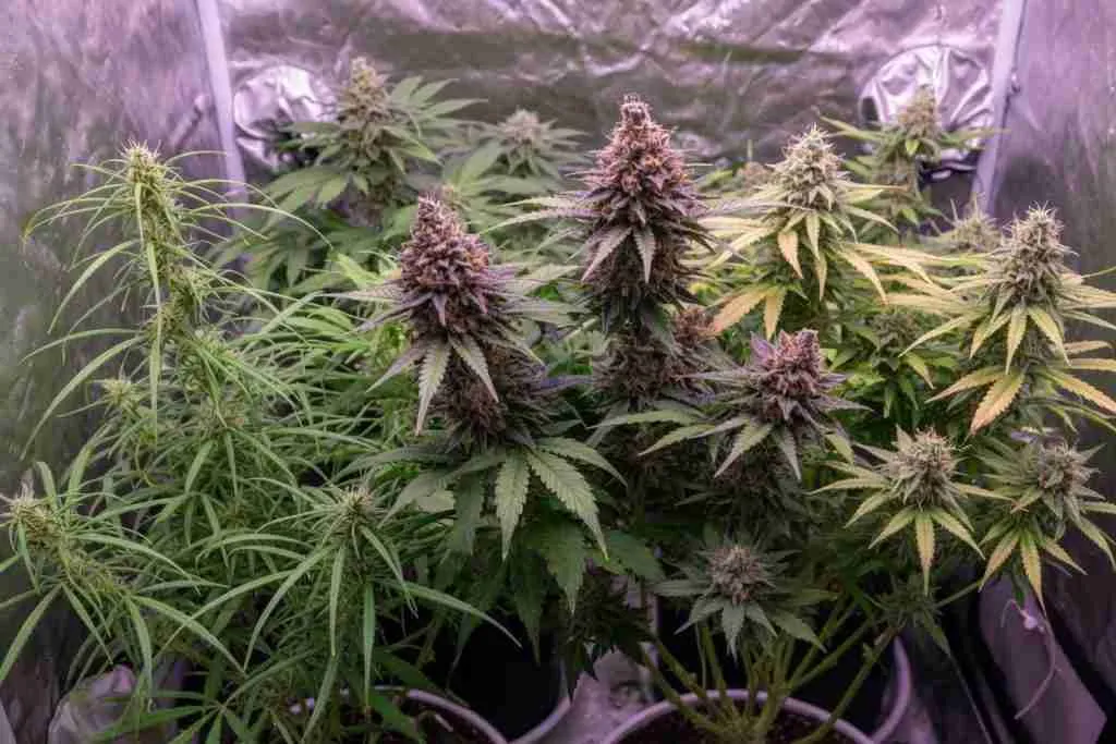 Cannabis plants with different structures growing in a tent
