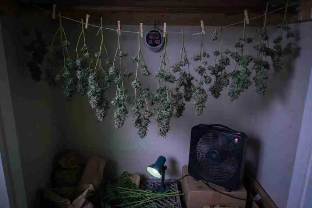 Cannabis branches hanging to dry with a fan in a dark closet