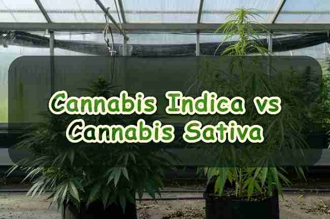 Cannabis Indica vs Cannabis Sativa