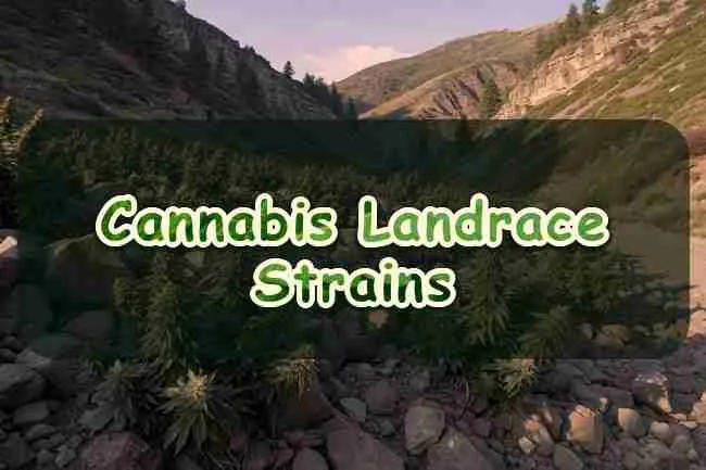 Cannabis Landrace Strains