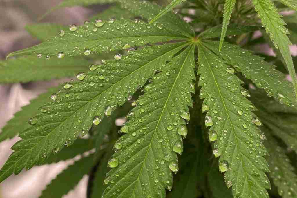 Close-up of a cannabis fan leaf with a fine mist of droplets