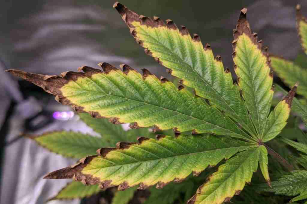 Cannabis fan leaf with brown crispy nutrient-burn tips and yellowing edges
